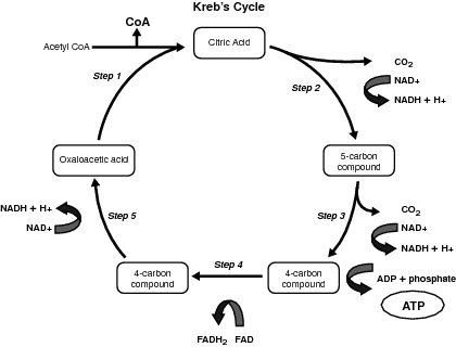 citric acid cycle. Kreb#39;s Citric Acid Cycle