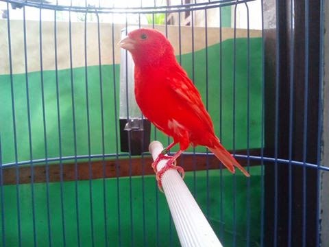 Burung Kenari Red Intensif Import, Harga dan Gambarnya 