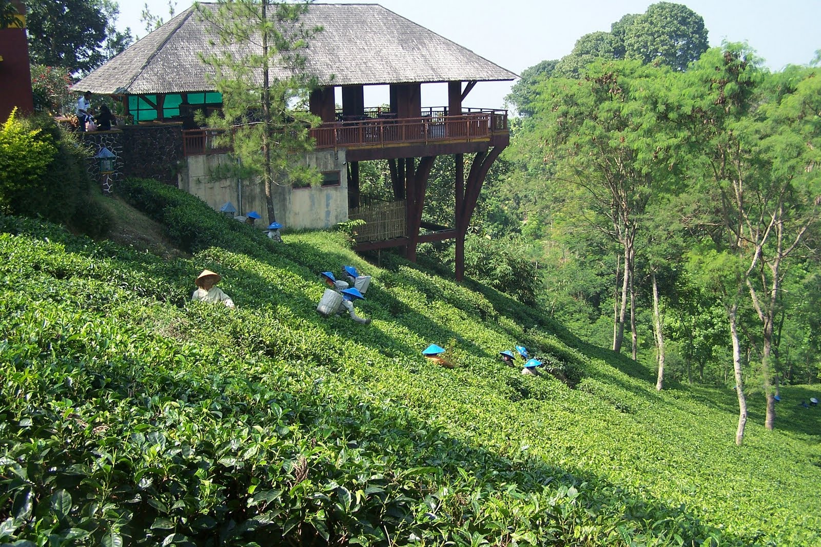 Agrowisata Di Kebun Teh Wonosari Malang Topwisatainfo