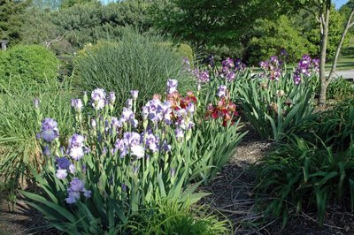 here is an overall view of the iris bed