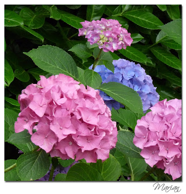 hortensia