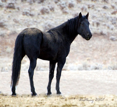  Wild Horse Adoption on Mesteno  Black Stallion And Red Art