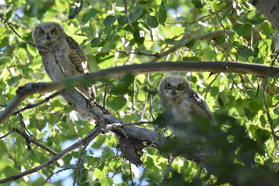 Great Horned Owls Ellis Bird Farm Alberta.