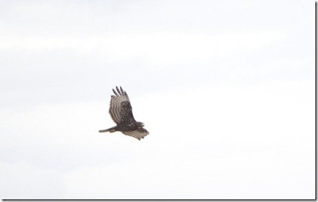 20110331_Warm_slough_0696_700