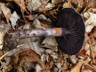 Cortinaire violet - Cortinarius violaceus