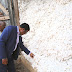 WAKULIMA MSIUZE PAMBA CHINI YA SH. 1,200-MAJALIWA