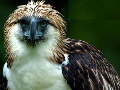 Philippine Eagle Wallpaper