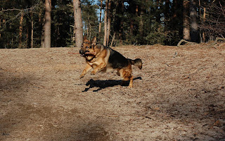 German Shepherd Wallpaper