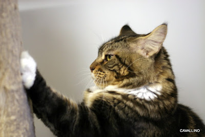 Cavallino 猫 ねこ ネコ 8歳のお誕生日おめでとう 野菜シリーズ
