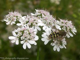 cilantro flowers