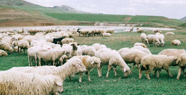 Is sheep rearing business profitable
