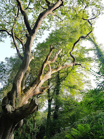 The Lost Gardens of Heligan, Cornwall - tall trees