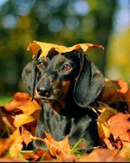 Image result for dachshund fall leaves