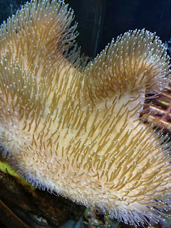 a cream coral (I think)