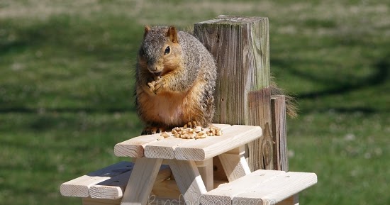 Runs for Cookies: How to Build a Squirrel Picnic Table (a 