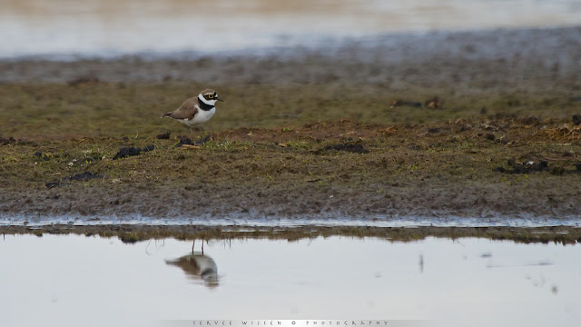 Kleine plevier met zijn karakteristieke ring rond het oog - Little Ringed Plover with characteristic ring around the eye