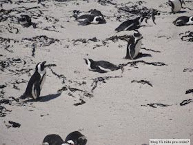 Boulders Beach