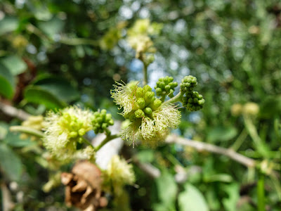 Guacmuchil (Pithecellobium dulce) flowers