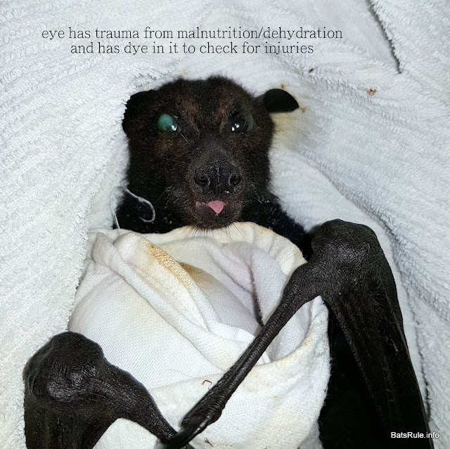 Rescue | Megabat black female malnutrition