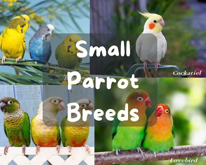 Small Parrot Breeds | Discovering the Delightful World of Birds Pet