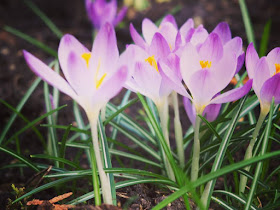 fruehling-blumen-fotografie