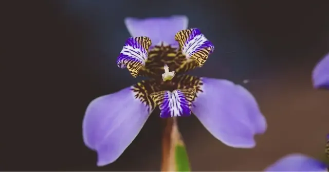 walking iris - colourful plants for bathroom