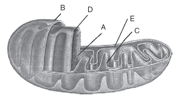 kalvisolai