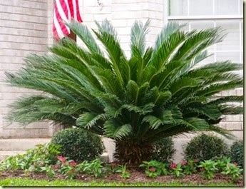 Sago Palm 1 WEB SIZE