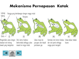  Alat  Pernapasan  Hewan  Berpendidikan