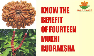 KNOW THE BENEFIT OF 14 MUKHI RUDRAKSHA