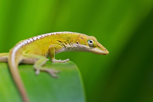 25 Gambar luar biasa Hewan  Reptil  Kadal Ular Buaya 