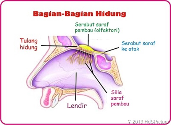 gambar hidung