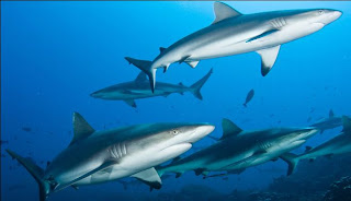 grey reef shark