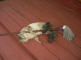 funny cat pictures, janitor cat