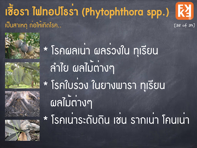 โรคผลร่วง โรคใบร่วง