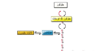 التفاعلات الأيضية التي تؤدي إلى توليد جلوكوز جديد حيث يمكن أن يبنى جلوكوز جديد من جليسرول ومن بيروفيت ومن حامض لبنيك ومن وسائط الأحماض الأمينية.