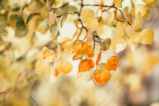 Tree leaves turning yellow.