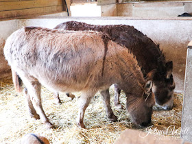 Kinderbauernhof im Center Parcs Bostalsee 2 Esel