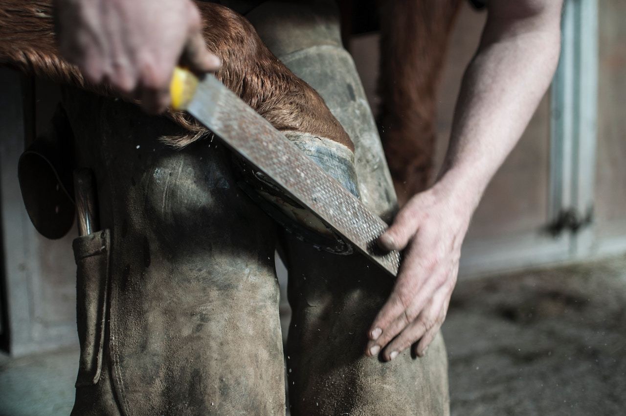 Importancia del correcto herrado en el caballo, es fundamental que el cambio de herraduras sea realizado por un herrador calificado y experimentado. El profesional podrá evaluar el estado de los cascos, corregir cualquier problema y proporcionar las herraduras adecuadas para el tipo de actividad y terreno en el que el caballo se desempeña. Recuerda que cada caballo es único y puede requerir un enfoque personalizado en el cuidado de sus cascos.