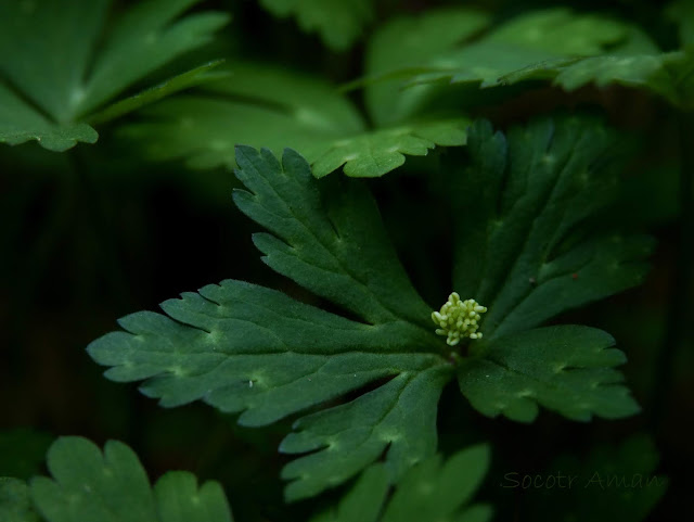 Anemone flaccida