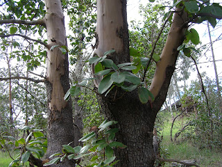 Arbutus menziesii gövde