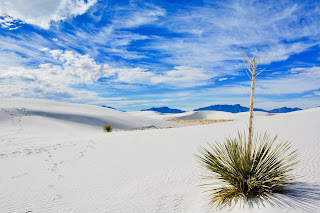 A solitary Yucca plant with a tall stalk in lots of white sand under a blue and white sky. Photo by Josh Rangel on Unsplash
