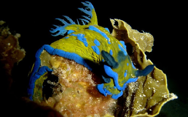 nudibranquios 10