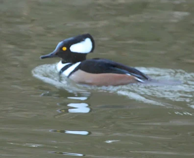 different types of ducks youtube