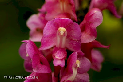 Aerides leeana care and culture