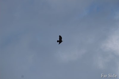Eagle soaring