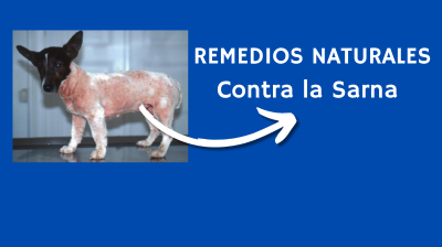 Remedios perrunos naturales contra la sarna adiós a la rasquiña