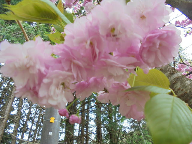 別所川渓流植物園の入り口の牡丹桜