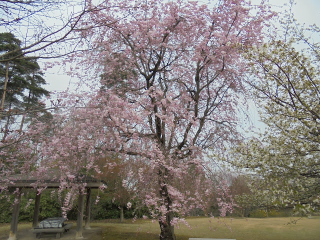 とっとり花回廊のヤエベニシダレ