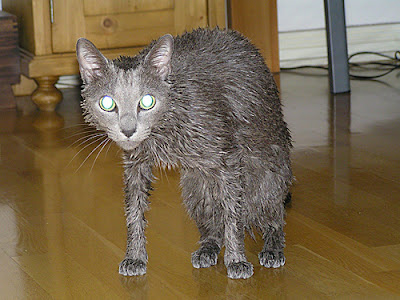 wet cat